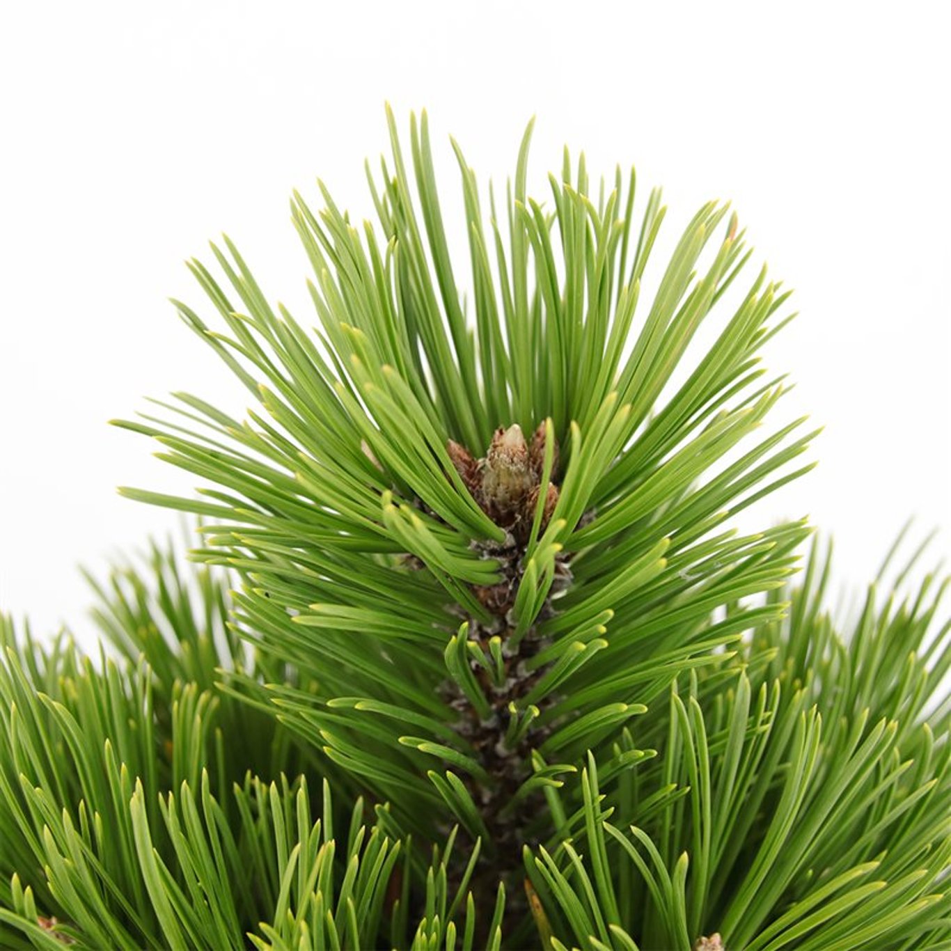 Pinus heldreichii 'Compact Gem' - C5 30-40 CM